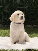 Cloe, a female Golden Retriever for sale in Miami, FL – 2 of 3
