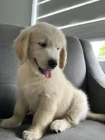 Rosy, a female Golden Retriever for sale in Miami, FL – 3 of 3