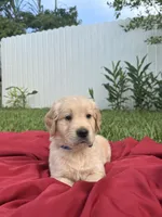 Bella, a female Golden Retriever for sale in Miami, FL – 2 of 2