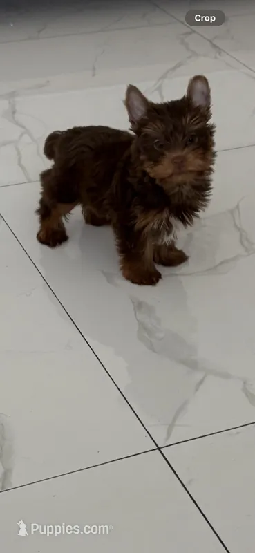 Tom – Yorkshire Terrier puppy for sale in Miami, FL