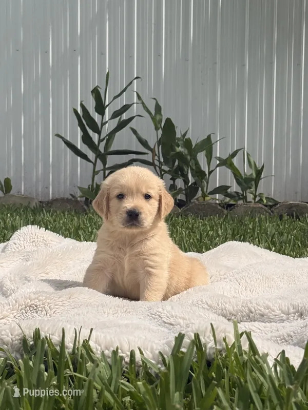 Rocco – Golden Retriever puppy for sale in Miami, FL
