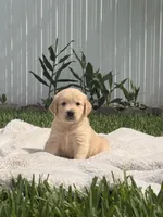 Rocco, a male Golden Retriever for sale in Miami, FL – 1 of 2