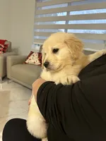 Cloe, a female Golden Retriever for sale in Miami, FL – 3 of 3