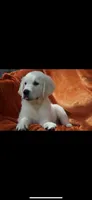 Toby, a male Golden Retriever for sale in Miami, FL – 2 of 3