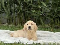 Tom, a male Golden Retriever for sale in Miami, FL – 2 of 3