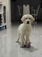 Jonny, a male English Cream Golden Retriever for sale in Miami, FL – 2 of 2