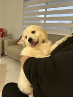 Cloe, a female Golden Retriever for sale in Miami, FL – 2 of 3