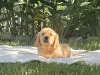 Rocco, a male Golden Retriever for sale in Miami, FL – 2 of 2