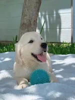 Bronco, a male Golden Retriever for sale in Miami, FL – 1 of 3