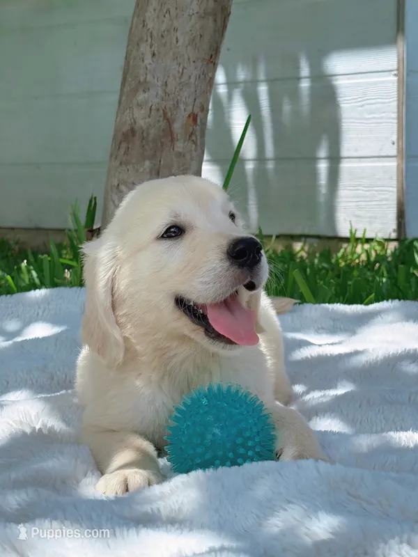 Bella – Golden Retriever puppy for sale in Miami, FL