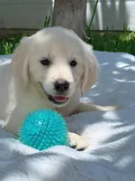 Rocco, a male Golden Retriever for sale in Miami, FL – 2 of 3
