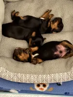 Dusty Bun, a male Yorkshire Terrier for sale in Memphis, TN – Photo 4 of 8