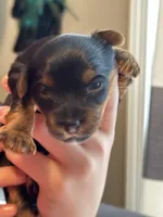Dusty Bun, a male Yorkshire Terrier for sale in Memphis, TN – Photo 3 of 8