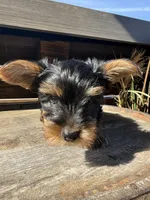 Dusty Bun, a male Yorkshire Terrier for sale in Memphis, TN – Photo 6 of 8