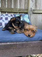 Dusty Bun, a male Yorkshire Terrier for sale in Memphis, TN – Photo 8 of 8