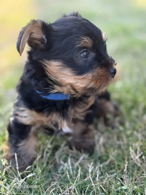 Dusty Bun – Yorkshire Terrier puppy for sale in Memphis, TN
