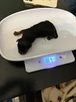 Dusty Bun, a male Yorkshire Terrier for sale in Memphis, TN – Photo 5 of 8