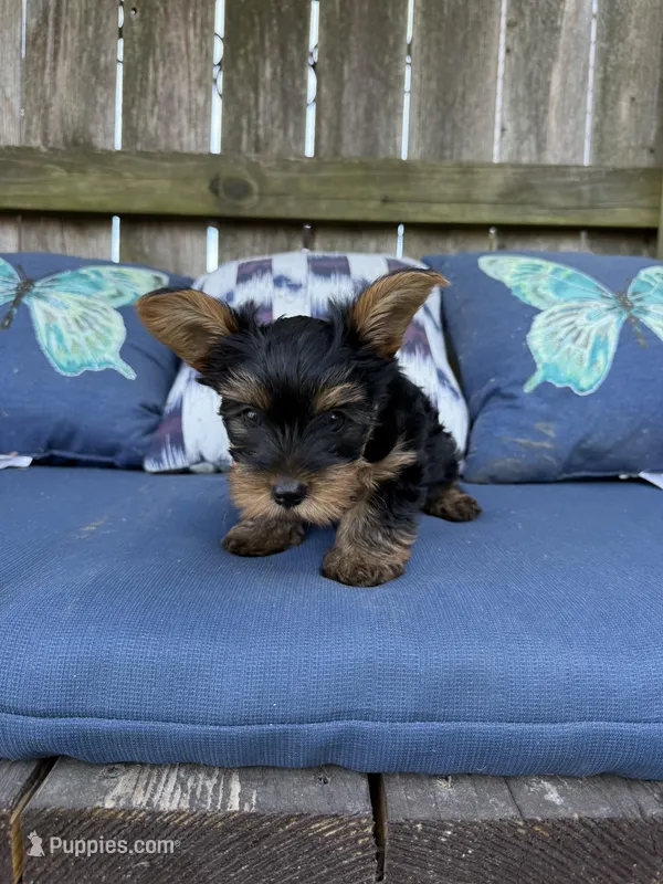 Dusty Bun – Yorkshire Terrier puppy for sale in Memphis, TN