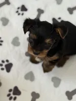 Dusty Bun, a male Yorkshire Terrier for sale in Memphis, TN – Photo 2 of 8