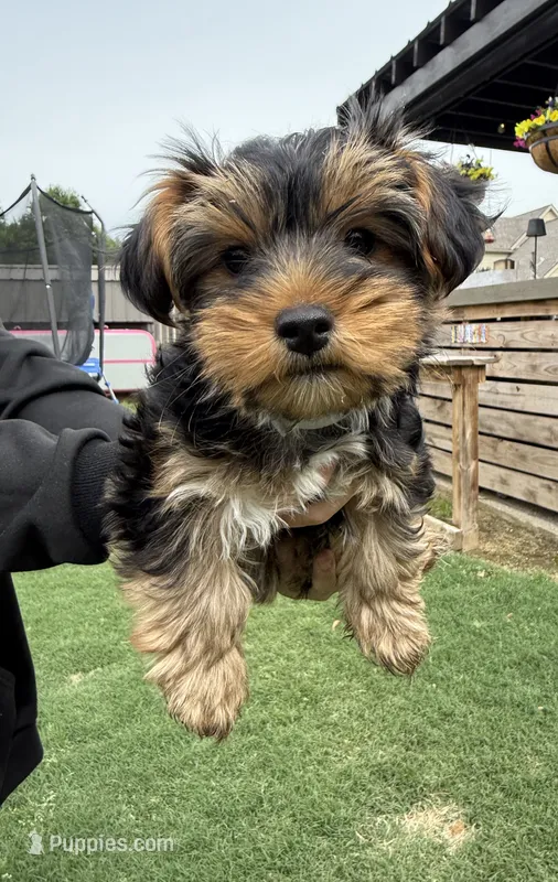 Tillie  – Yorkshire Terrier puppy for sale in Memphis, TN