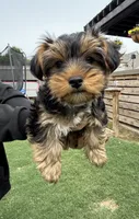 Tillie , a female Yorkshire Terrier for sale in Memphis, TN – 1 of 6