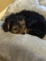 Tillie , a female Yorkshire Terrier for sale in Memphis, TN – 2 of 6
