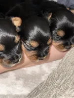 Tillie , a female Yorkshire Terrier for sale in Memphis, TN – 4 of 6