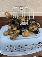 Tillie , a female Yorkshire Terrier for sale in Memphis, TN – 6 of 6