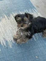Tillie , a female Yorkshire Terrier for sale in Memphis, TN – 5 of 6