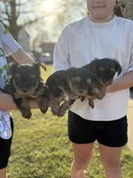 Tillie , a female Yorkshire Terrier for sale in Memphis, TN – 3 of 6