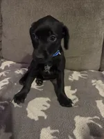 Blue, a male German Shorthaired Pointer and Golden Retriever for sale in Jacksonville, NC – Photo 5 of 5