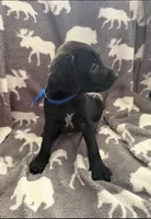 Blue, a male German Shorthaired Pointer and Golden Retriever for sale in Jacksonville, NC – Photo 1 of 5