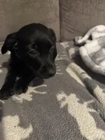 Blue, a male German Shorthaired Pointer and Golden Retriever for sale in Jacksonville, NC – Photo 3 of 5