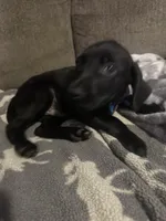 Blue, a male German Shorthaired Pointer and Golden Retriever for sale in Jacksonville, NC – Photo 4 of 5