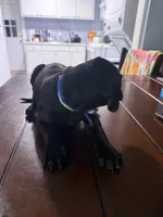 Blue, a male German Shorthaired Pointer and Golden Retriever for sale in Jacksonville, NC – Photo 2 of 5