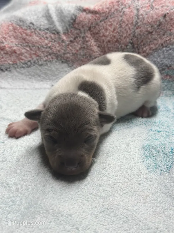 Blue/white female  – Rat Terrier puppy for sale in Middlesex, NC