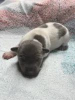 Blue/white female , a female Rat Terrier for sale in Middlesex, NC – 1 of 7