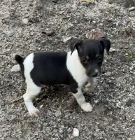 Felix, a male Rat Terrier for sale in Middlesex, NC – Photo 4 of 6