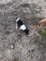 Felix, a male Rat Terrier for sale in Middlesex, NC – Photo 6 of 6