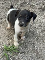 Felix, a male Rat Terrier for sale in Middlesex, NC – Photo 5 of 6