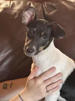 Felix, a male Rat Terrier for sale in Middlesex, NC – Photo 3 of 6