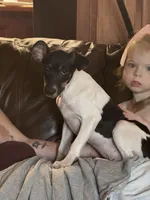 Felix, a male Rat Terrier for sale in Middlesex, NC – Photo 2 of 6