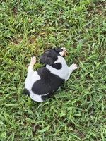 Flos male 3, a male Rat Terrier for sale in Middlesex, NC – 4 of 4