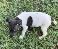 Flos male 2, a male Rat Terrier for sale in Middlesex, NC – 3 of 4