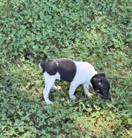 Izzy’s female 2, a female Rat Terrier for sale in Middlesex, NC – 3 of 3