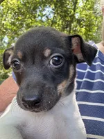 Izzy’s male , a male Rat Terrier for sale in Middlesex, NC – 4 of 4