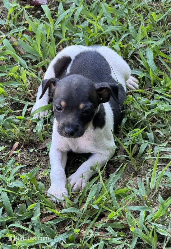 Flos male 3 – Rat Terrier puppy for sale in Middlesex, NC