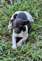 Flos male 3, a male Rat Terrier for sale in Middlesex, NC – 1 of 4