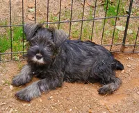 Jojo female 3, a female Miniature Schnauzer for sale in Middlesex, NC – Photo 4 of 4