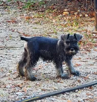 Jojo female 3, a female Miniature Schnauzer for sale in Middlesex, NC – Photo 1 of 4